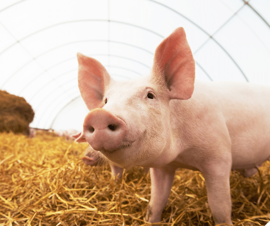 cute pig