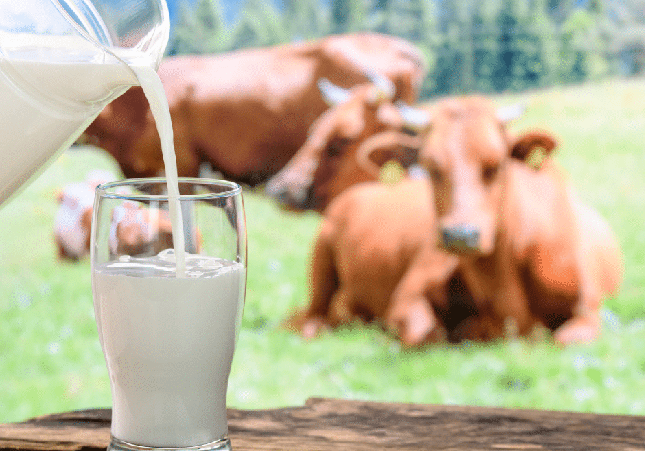 dairy cows with milk dairy cows with milk